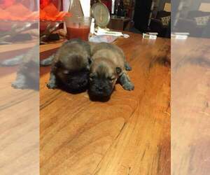 Chow Chow Puppy for sale in MANNINGTON, WV, USA