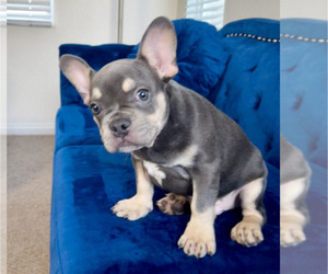 French Bulldog Puppy for sale in WINTER PARK, FL, USA