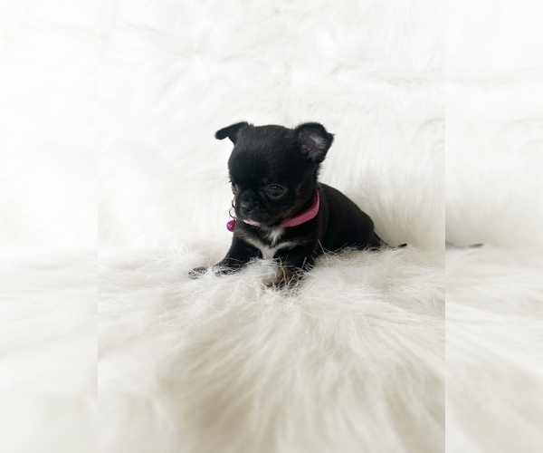 Medium Photo #8 Chihuahua Puppy For Sale in SACRAMENTO, CA, USA