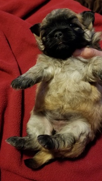 Medium Photo #6 Zuchon Puppy For Sale in MERRIAM, KS, USA