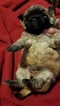 Small Photo #6 Zuchon Puppy For Sale in MERRIAM, KS, USA