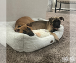 Small #5 Mutt