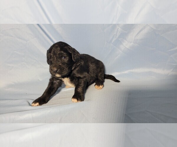Medium Photo #3 Golden Mountain Dog Puppy For Sale in BLACK FOREST, CO, USA