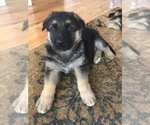 Small Photo #14 German Shepherd Dog Puppy For Sale in SACO, ME, USA