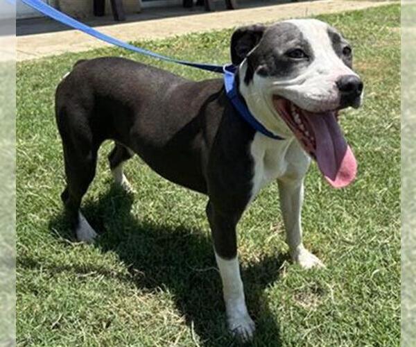 Medium Photo #2 American Staffordshire Terrier-Unknown Mix Puppy For Sale in Grand Prairie, TX, USA