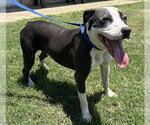 Small #1 American Staffordshire Terrier Mix
