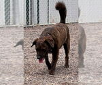 Small #7 American Pit Bull Terrier Mix