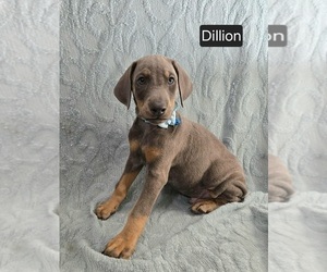 Doberman Pinscher Puppy for sale in POMEROY, OH, USA