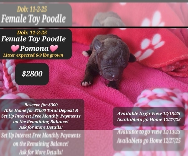 Medium Photo #1 Poodle (Toy) Puppy For Sale in TUCSON, AZ, USA