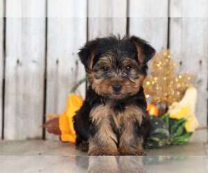 Yorkshire Terrier Puppy for sale in MOUNT VERNON, OH, USA