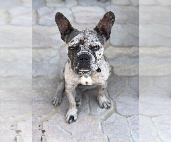 Medium Photo #1 French Bulldog Puppy For Sale in BLACK WALNUT, MO, USA