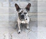 Small Photo #1 French Bulldog Puppy For Sale in BLACK WALNUT, MO, USA