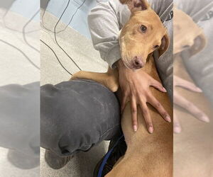 American Staffordshire Terrier-Unknown Mix Dogs for adoption in Tallahassee, FL, USA