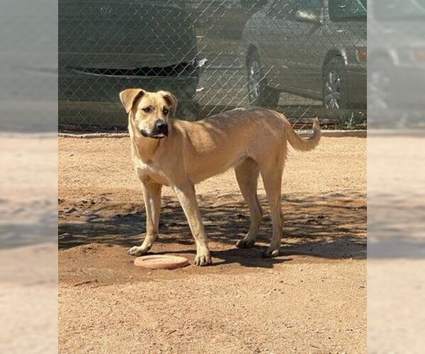 Medium Photo #5 Mutt Puppy For Sale in Apple Valley, CA, USA