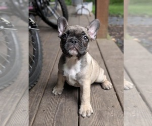 Medium French Bulldog