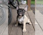 Puppy Charlie French Bulldog