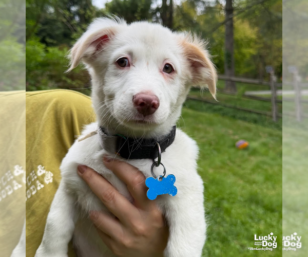 Medium Photo #2 Border Collie-Unknown Mix Puppy For Sale in Washington, DC, USA