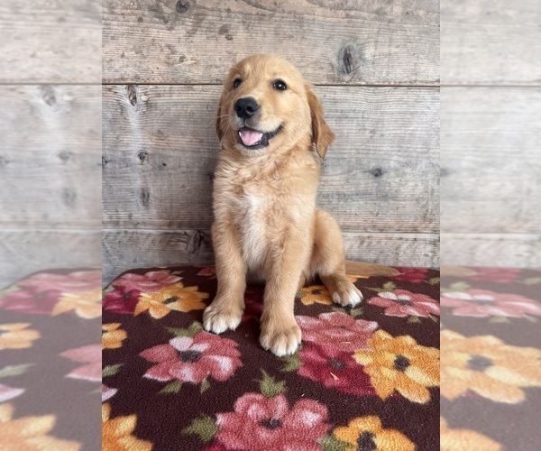 Medium Photo #7 Golden Retriever Puppy For Sale in VERMONTVILLE, MI, USA