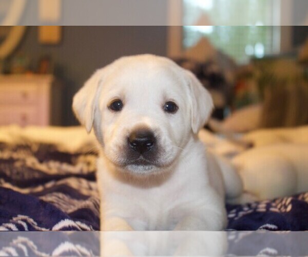 Medium Photo #16 Labrador Retriever Puppy For Sale in HAMPSTEAD, NC, USA