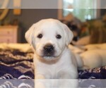 Small #15 Labrador Retriever