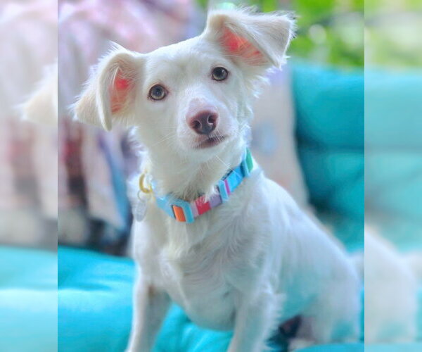 Medium Photo #2 Dachshund-Unknown Mix Puppy For Sale in Chino Hills, CA, USA