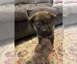 Puppy 4 Chow Chow-Siberian Husky Mix