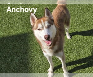 Siberian Husky Dogs for adoption in Derwood, MD, USA