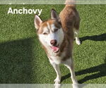 Small Siberian Husky