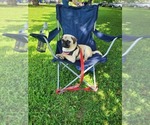 Puppy St Charles Pug