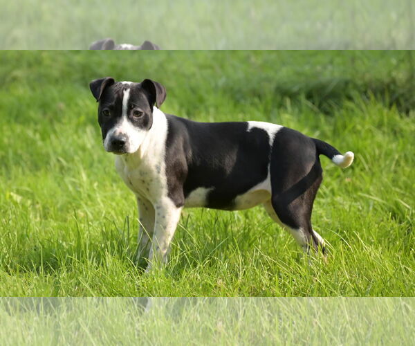 Medium Photo #4 Bulldog-Unknown Mix Puppy For Sale in SHERBURNE, NY, USA