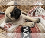 Small Photo #2 Pug Puppy For Sale in SAINT AUGUSTINE, FL, USA