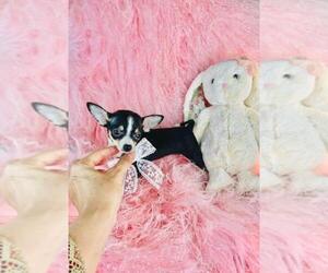 Chihuahua Puppy for sale in BOSTON, MA, USA