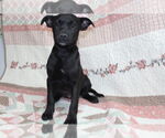 Small Labrador Retriever Mix