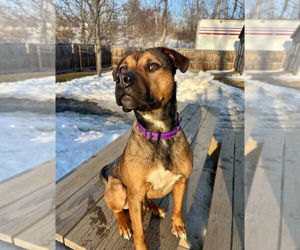 Medium Photo #4 American Pit Bull Terrier-Unknown Mix Puppy For Sale in Gloversville, NY, USA