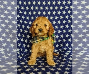 Cock-A-Poo Puppy for sale in KIRKWOOD, PA, USA