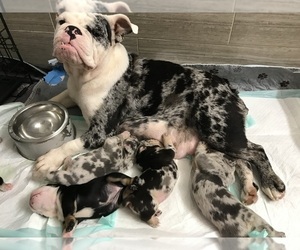 Mother of the English Bulldog puppies born on 12/23/2023