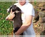 Small Photo #23 Great Dane Puppy For Sale in SPRAGGS, PA, USA