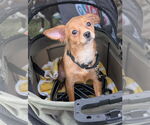 Small Chihuahua Mix