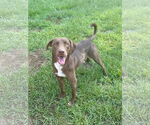 Small #1 Labrador Retriever Mix
