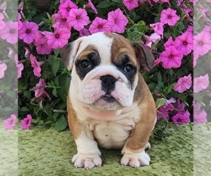 Bulldog Puppy for sale in ARTHUR, IL, USA
