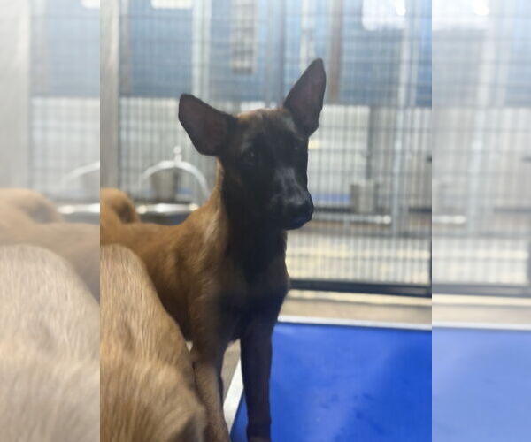 Medium Photo #4 Mutt Puppy For Sale in Woodbury, NY, USA
