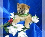 Small Photo #12 Shiba Inu Puppy For Sale in NORWOOD, MO, USA