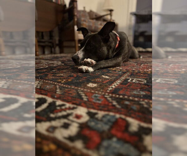 Medium Photo #3 Mutt Puppy For Sale in Utica, NY, USA