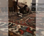 Small #2 Mutt