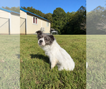Small Photo #2 Mutt Puppy For Sale in Pacolet, SC, USA