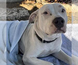 American Staffordshire Terrier Dogs for adoption in San Antonio, TX, USA