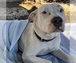 Small American Staffordshire Terrier