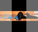 Small #1 Poodle (Standard)