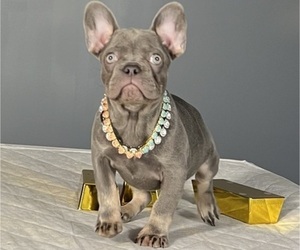 French Bulldog Puppy for Sale in SPRINGFIELD, Ohio USA
