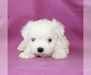 Maltese Puppy for sale in JUNIPER HILLS, CA, USA